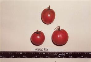 Click for 1 image(s) for this accession. FRUIT